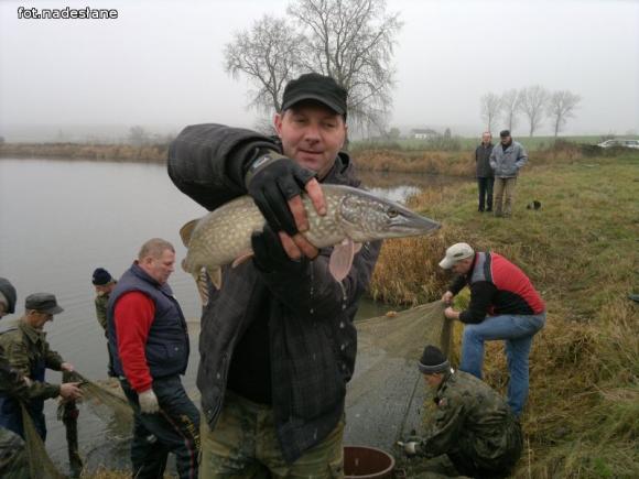 Reminiscencje: Odłów kontrolowany w Oporowie