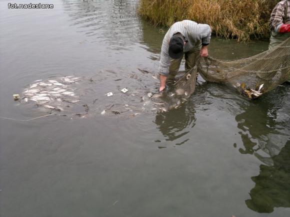 Reminiscencje: Odłów kontrolowany w Oporowie