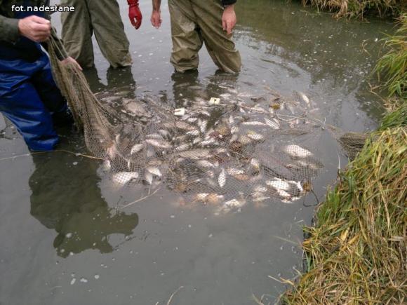 Reminiscencje: Odłów kontrolowany w Oporowie