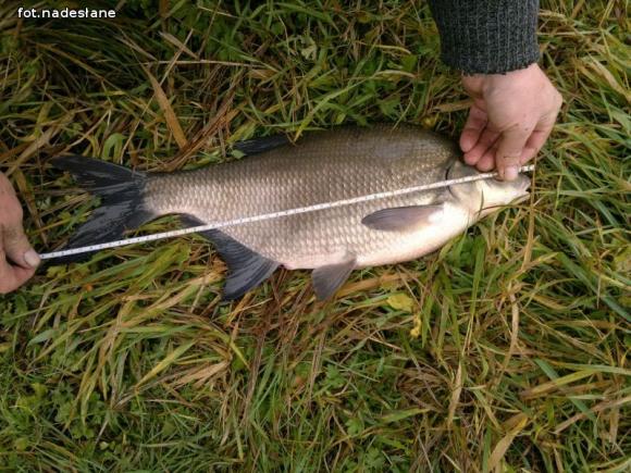 Reminiscencje: Odłów kontrolowany w Oporowie