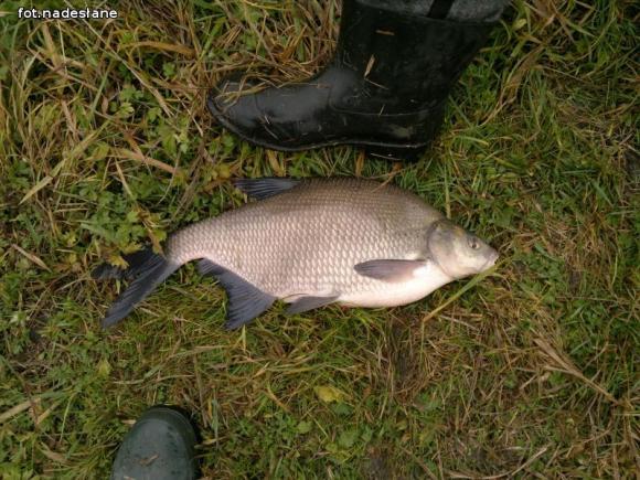 Reminiscencje: Odłów kontrolowany w Oporowie