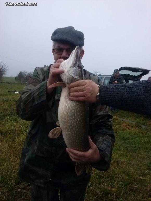 Reminiscencje: Odłów kontrolowany w Oporowie