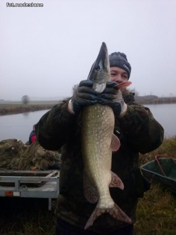 Reminiscencje: Odłów kontrolowany w Oporowie