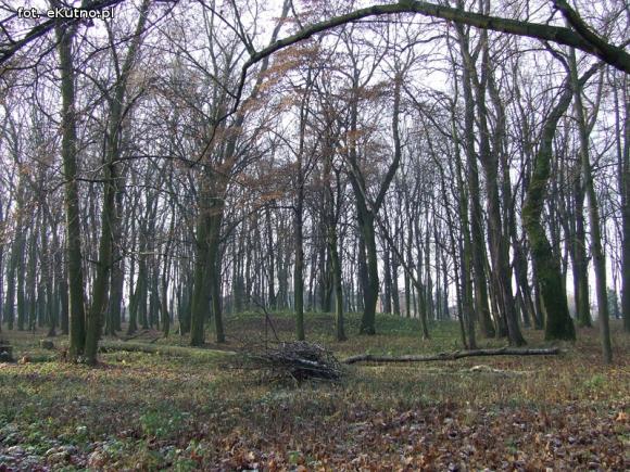 Ruszyły prace rewitalizacyjne w zabytkowym Parku Wiosny Ludów