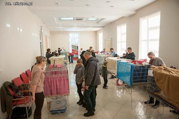 Mikołajkowy pokaz kotów rasowych w Żychlinie