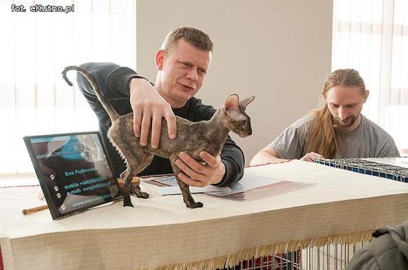 Mikołajkowy pokaz kotów rasowych w Żychlinie