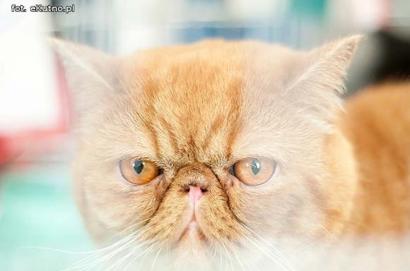 Mikołajkowy pokaz kotów rasowych w Żychlinie