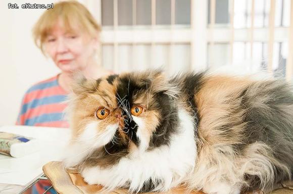 Mikołajkowy pokaz kotów rasowych w Żychlinie