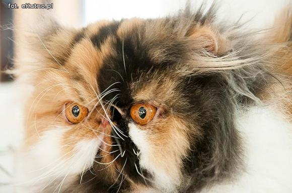 Mikołajkowy pokaz kotów rasowych w Żychlinie