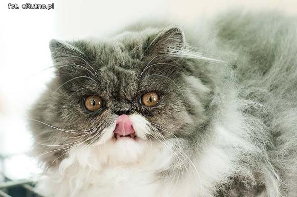 Mikołajkowy pokaz kotów rasowych w Żychlinie