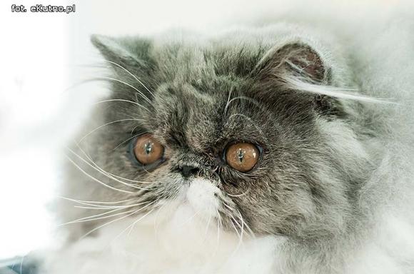 Mikołajkowy pokaz kotów rasowych w Żychlinie