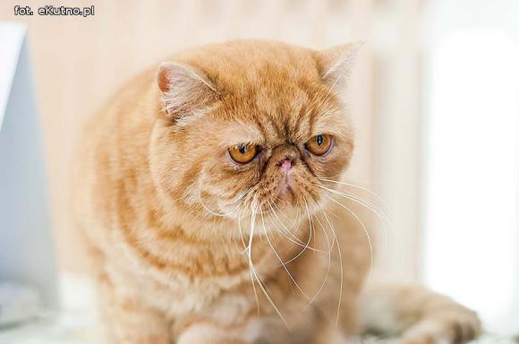 Mikołajkowy pokaz kotów rasowych w Żychlinie