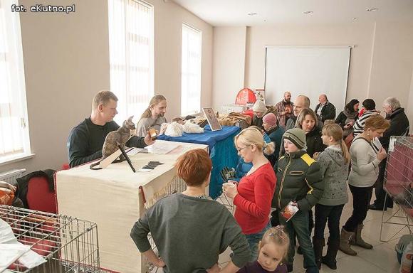 Mikołajkowy pokaz kotów rasowych w Żychlinie