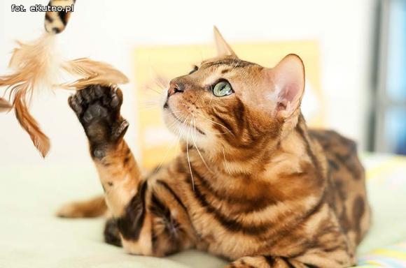 Mikołajkowy pokaz kotów rasowych w Żychlinie