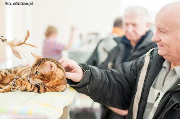 Mikołajkowy pokaz kotów rasowych w Żychlinie