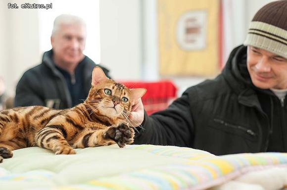 Mikołajkowy pokaz kotów rasowych w Żychlinie