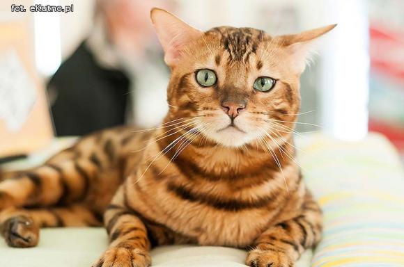 Mikołajkowy pokaz kotów rasowych w Żychlinie