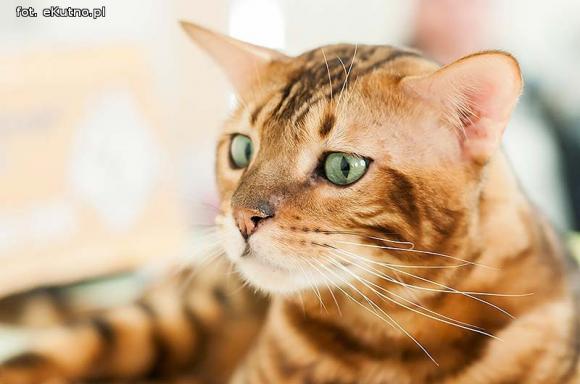 Mikołajkowy pokaz kotów rasowych w Żychlinie