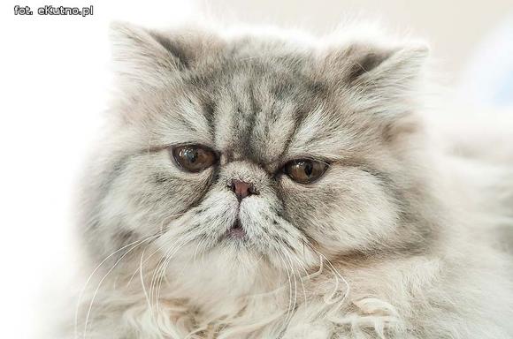 Mikołajkowy pokaz kotów rasowych w Żychlinie