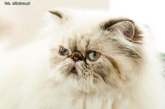 Mikołajkowy pokaz kotów rasowych w Żychlinie