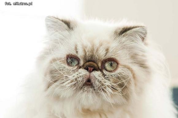 Mikołajkowy pokaz kotów rasowych w Żychlinie