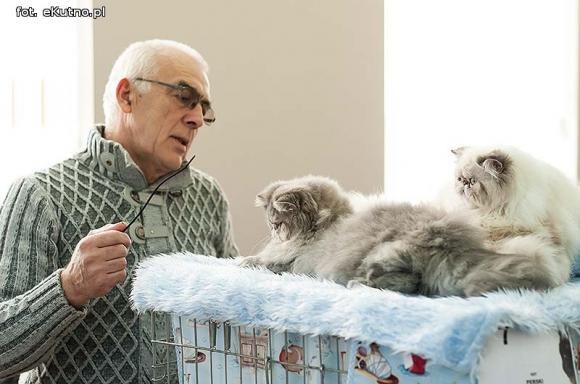 Mikołajkowy pokaz kotów rasowych w Żychlinie