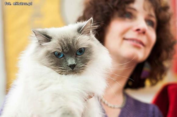 Mikołajkowy pokaz kotów rasowych w Żychlinie