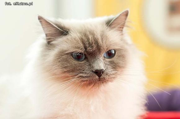 Mikołajkowy pokaz kotów rasowych w Żychlinie