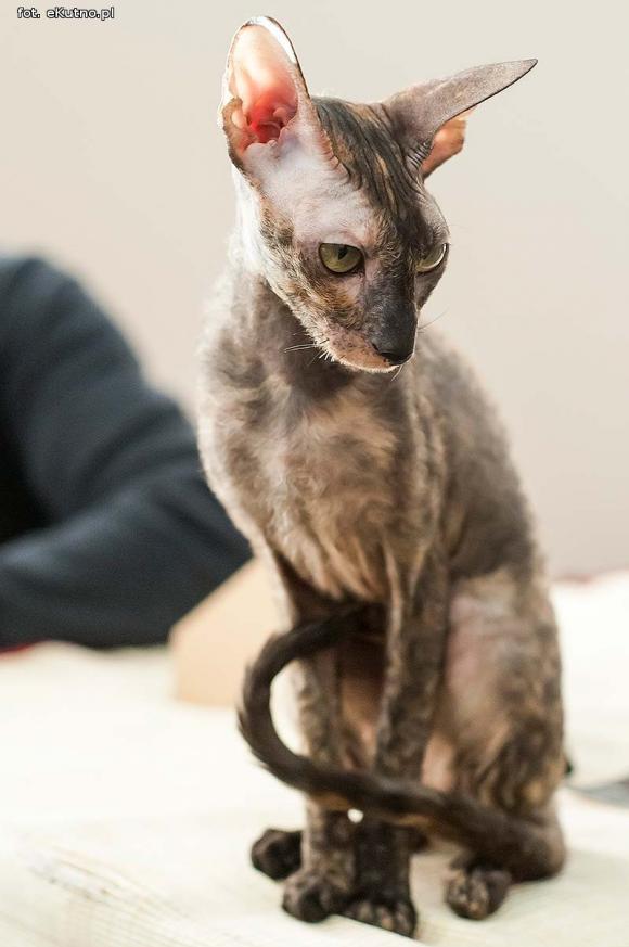 Mikołajkowy pokaz kotów rasowych w Żychlinie