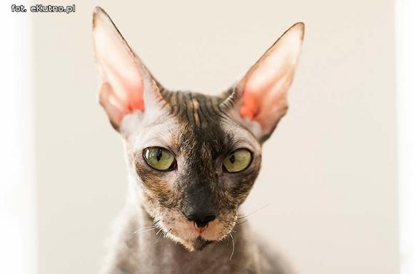 Mikołajkowy pokaz kotów rasowych w Żychlinie