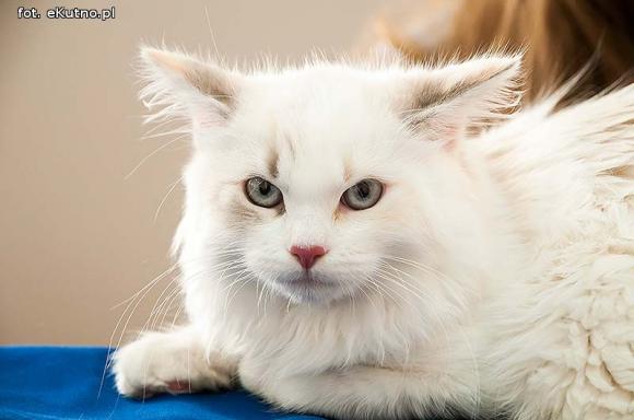 Mikołajkowy pokaz kotów rasowych w Żychlinie