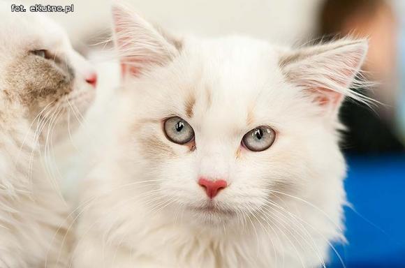 Mikołajkowy pokaz kotów rasowych w Żychlinie