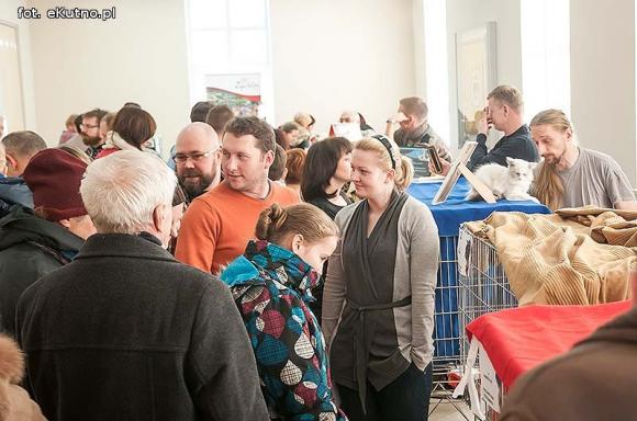 Mikołajkowy pokaz kotów rasowych w Żychlinie