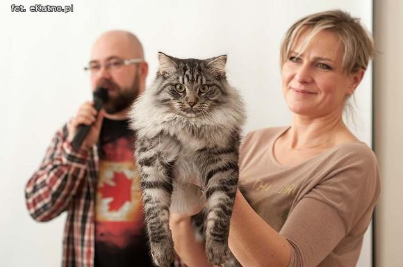 Mikołajkowy pokaz kotów rasowych w Żychlinie