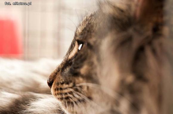 Mikołajkowy pokaz kotów rasowych w Żychlinie