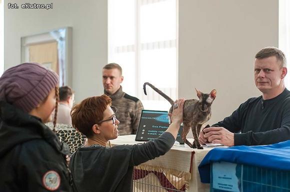 Mikołajkowy pokaz kotów rasowych w Żychlinie