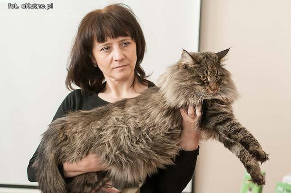 Mikołajkowy pokaz kotów rasowych w Żychlinie