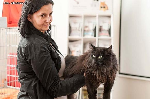 Mikołajkowy pokaz kotów rasowych w Żychlinie