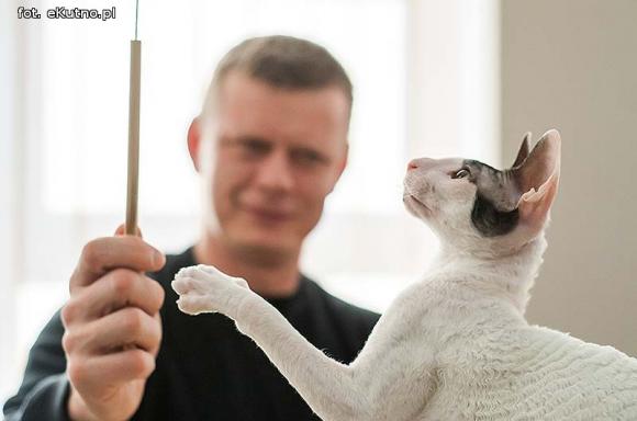 Mikołajkowy pokaz kotów rasowych w Żychlinie