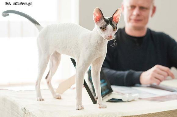 Mikołajkowy pokaz kotów rasowych w Żychlinie