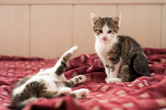 Dwie kocie panny czekają na właściciela