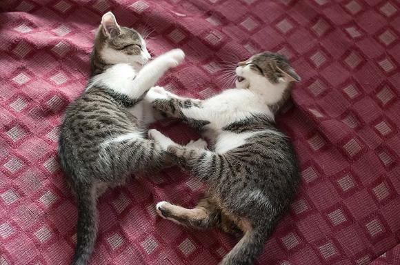 Dwie kocie panny czekają na właściciela
