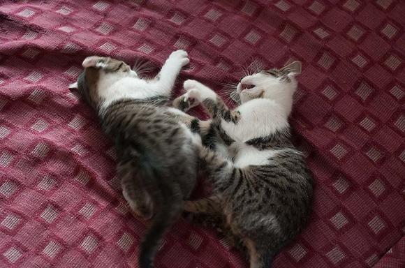 Dwie kocie panny czekają na właściciela