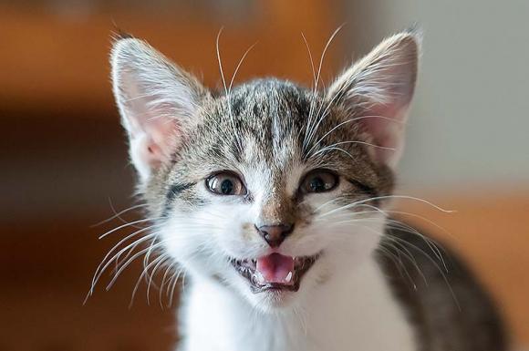 Dwie kocie panny czekają na właściciela