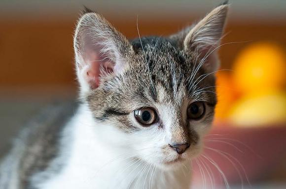 Dwie kocie panny czekają na właściciela