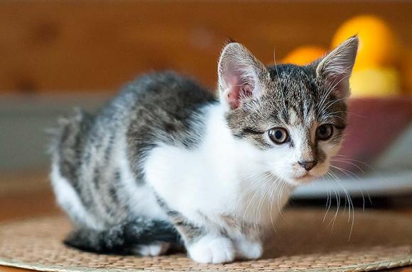 Dwie kocie panny czekają na właściciela