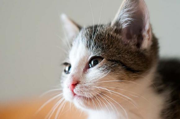 Dwie kocie panny czekają na właściciela