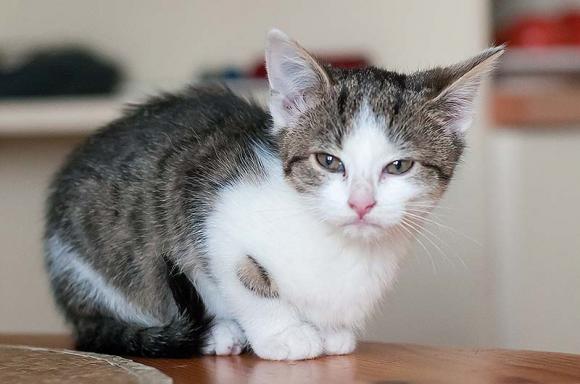 Dwie kocie panny czekają na właściciela