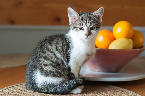 Dwie kocie panny czekają na właściciela