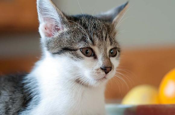 Dwie kocie panny czekają na właściciela